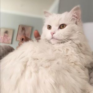 Meet your Posher, Syuzanna